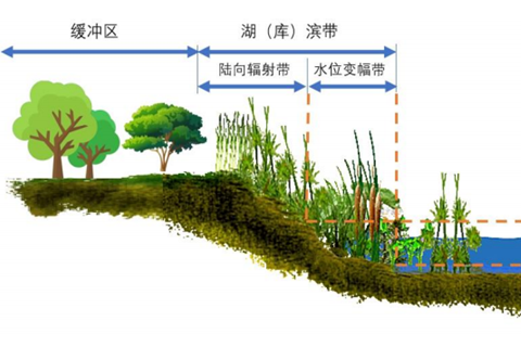 湖濱帶與緩沖帶的關(guān)系